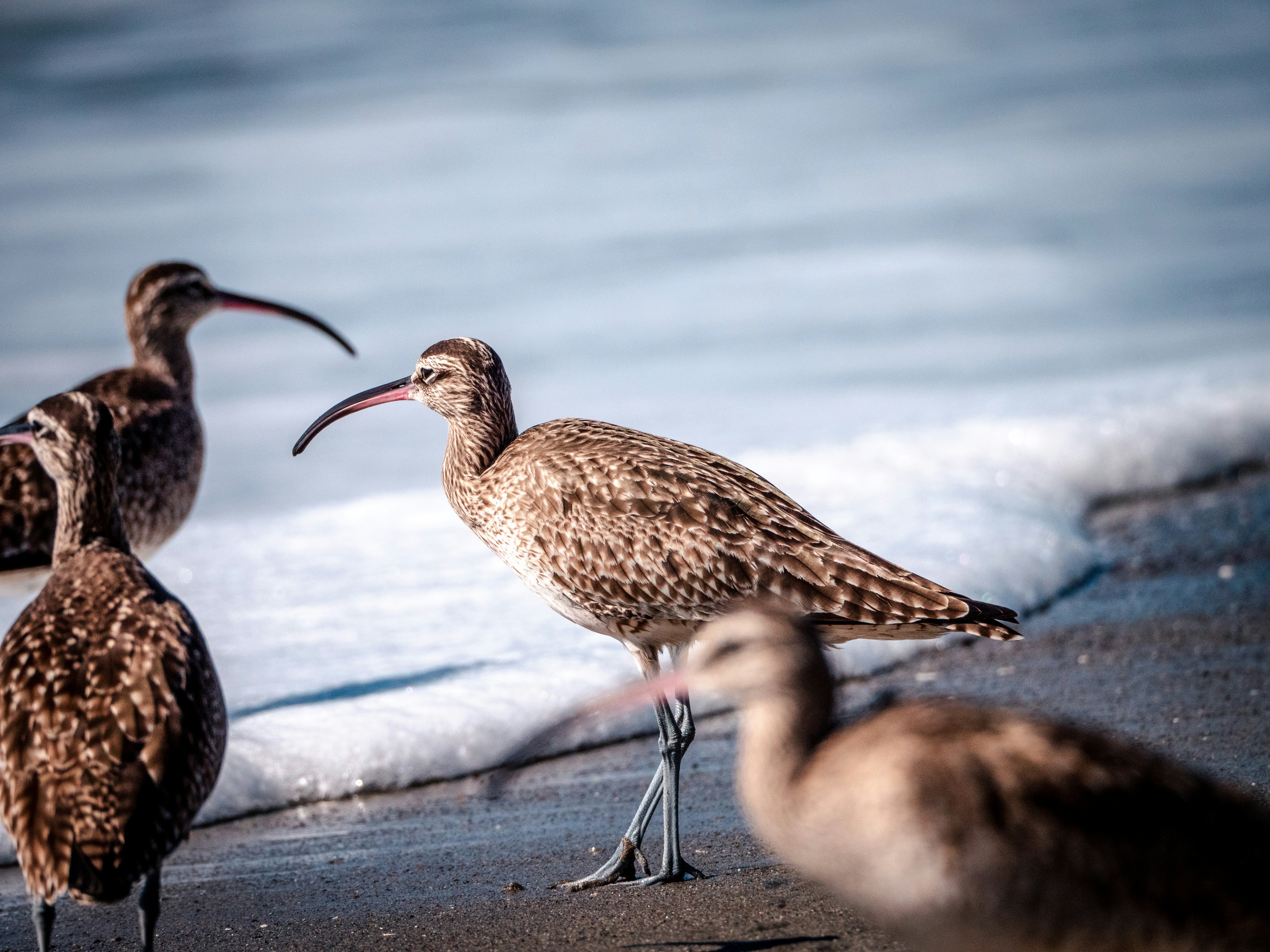 brown bird on white sand during daytime